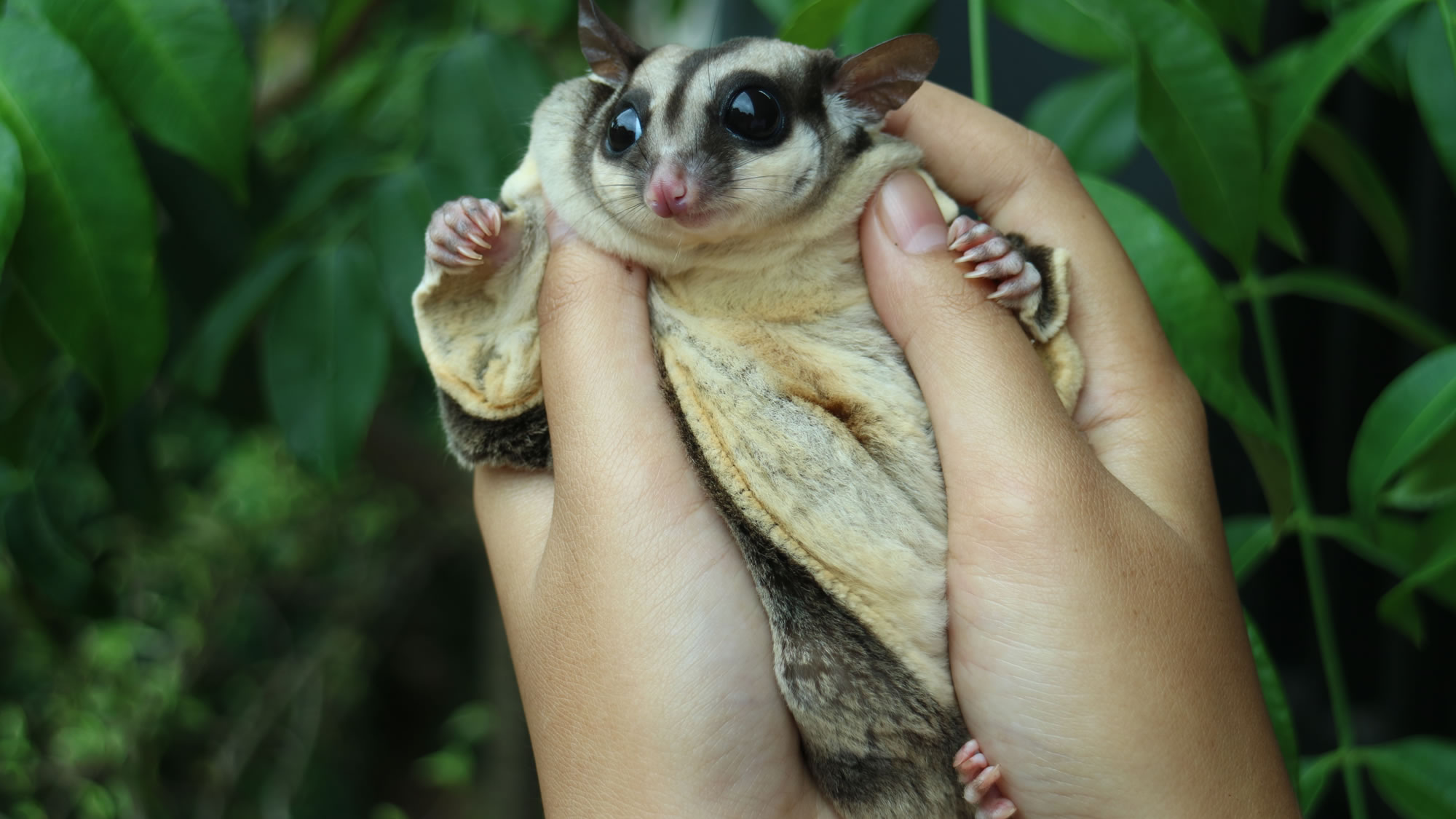 Mahogany Glider