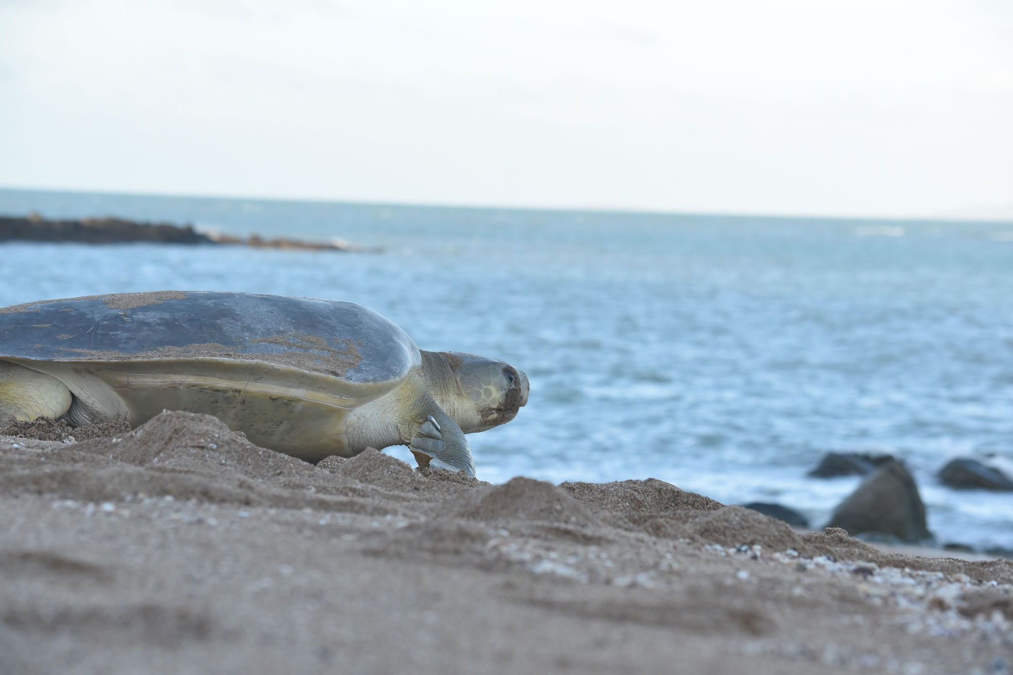 thriving-and-surviving-flatback-turtles-queensland-trust-for-nature