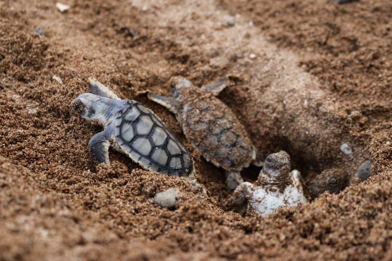 A Turtle Sanctuary at Avoid Island - Queensland Trust For Nature