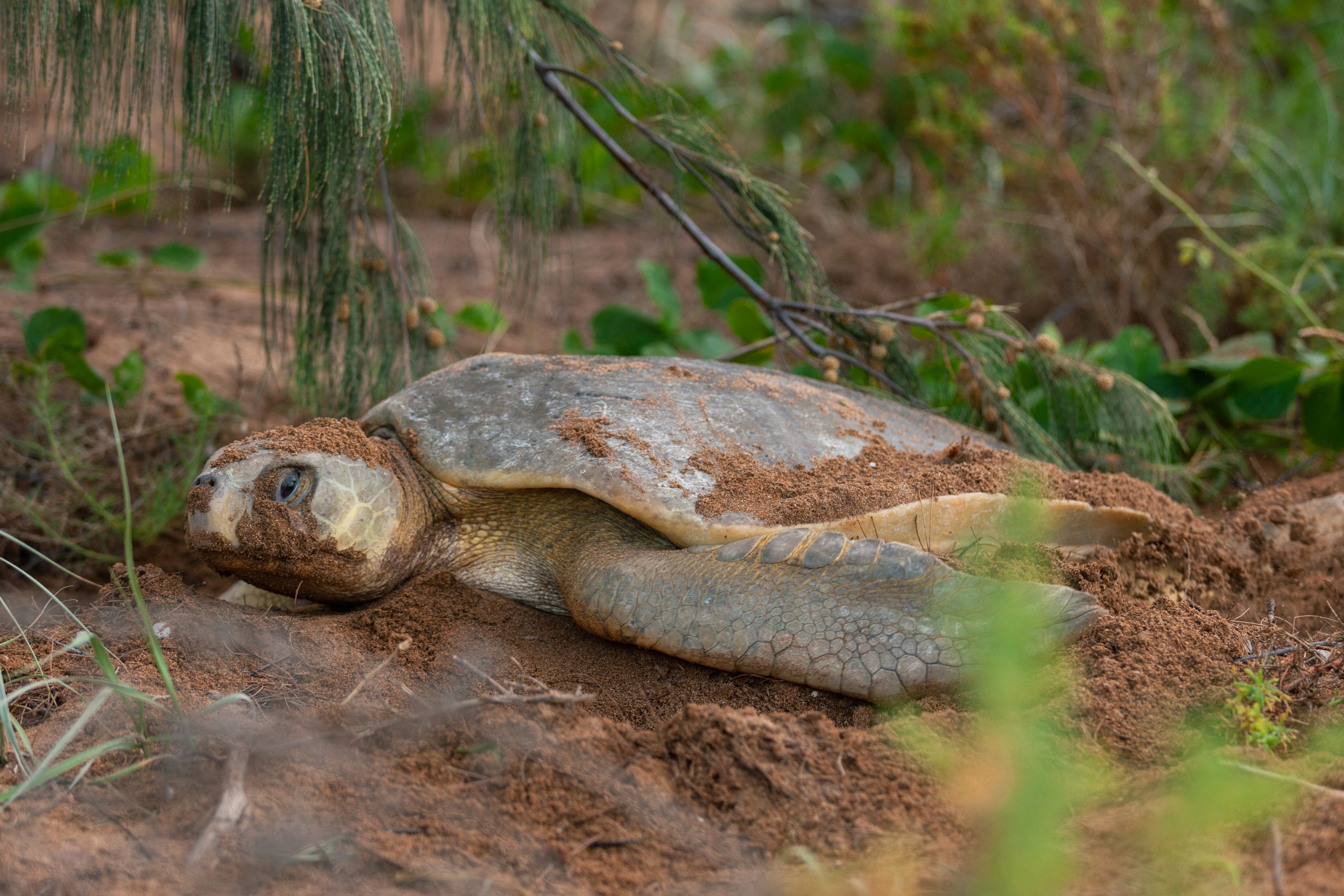 A Turtle Sanctuary at Avoid Island - Queensland Trust For Nature