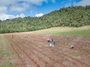 A section of empty red ochre soil that was previously banana plantation, next to a well forested area