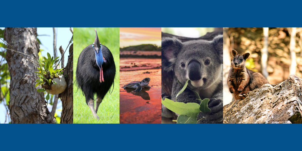 National Threatened Species Day Queensland Trust For Nature