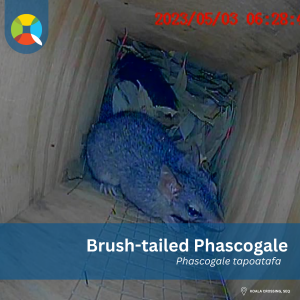 Brush-tailed phascogale in nest box taken with inspection camera