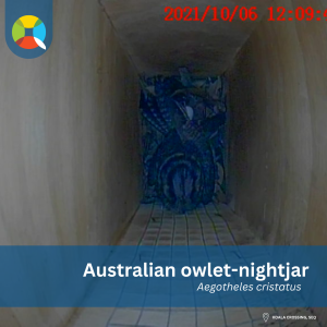 Australian owlet-nightjar in nest box taken with inspection camera