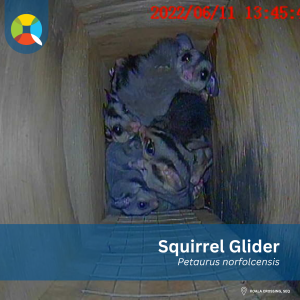 Squirrel glider in nest box taken with inspection camera