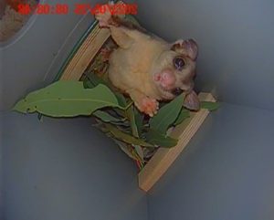 Squirrel Glider inside using the Hollow Log Home. By Georgie Braun