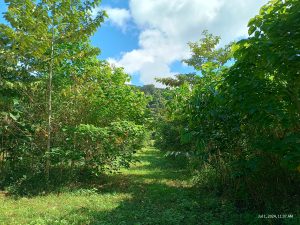 Dense trees above two metres tall and luscious green.