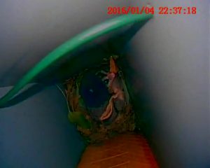 Sugar glider looking up at camera in nest box with nesting material around