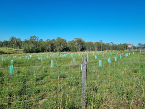 New tree planting site with visible tree guards and remnant ecosystems and forest in the back.
